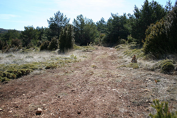 Caminos forestales