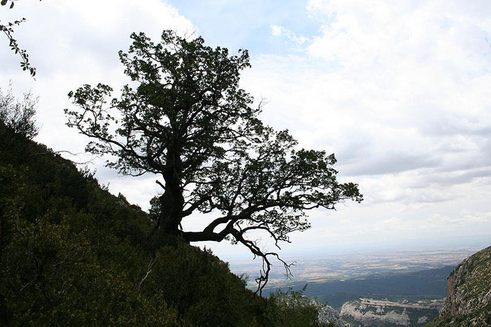 Arbol en el descenso