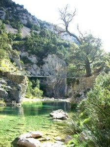 Badina Quejigo