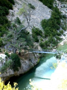 Badina Quejigo