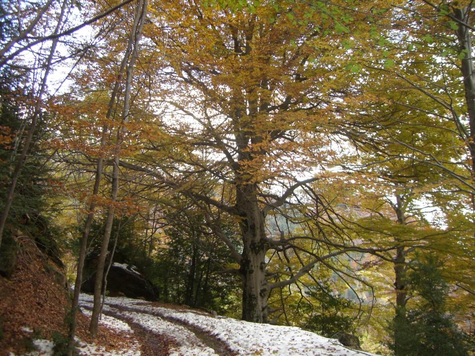 Pista de descenso entre ayedos