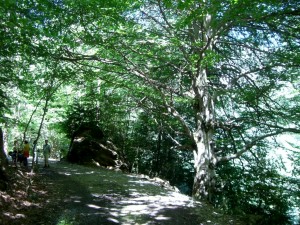 Pista 