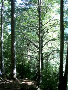 Sendero por hayedo