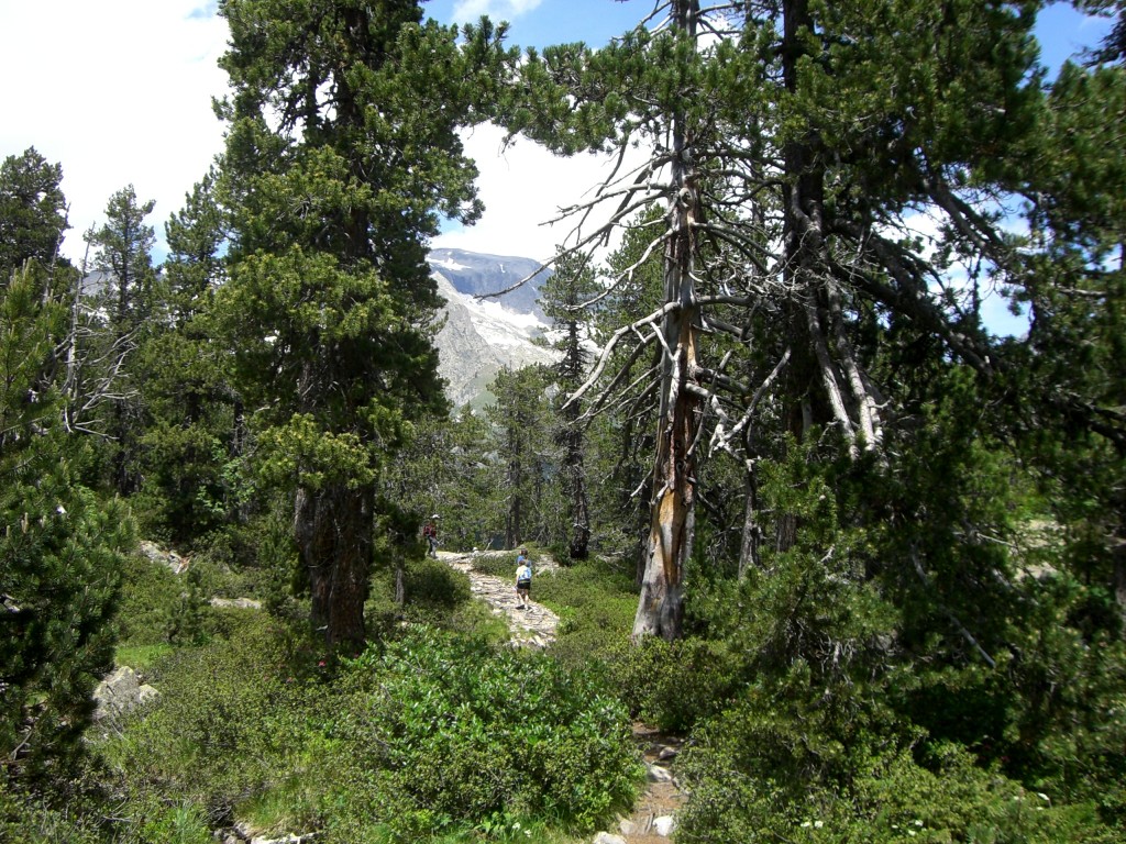 Sendero entre pinos negros