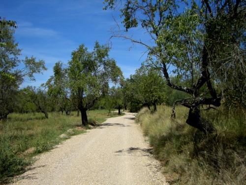 Camino entre campos de almendros