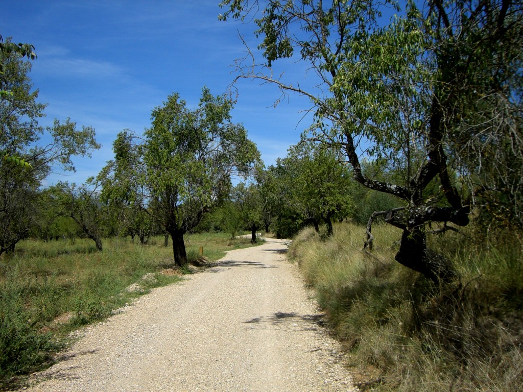 Camino entre campos de almendros