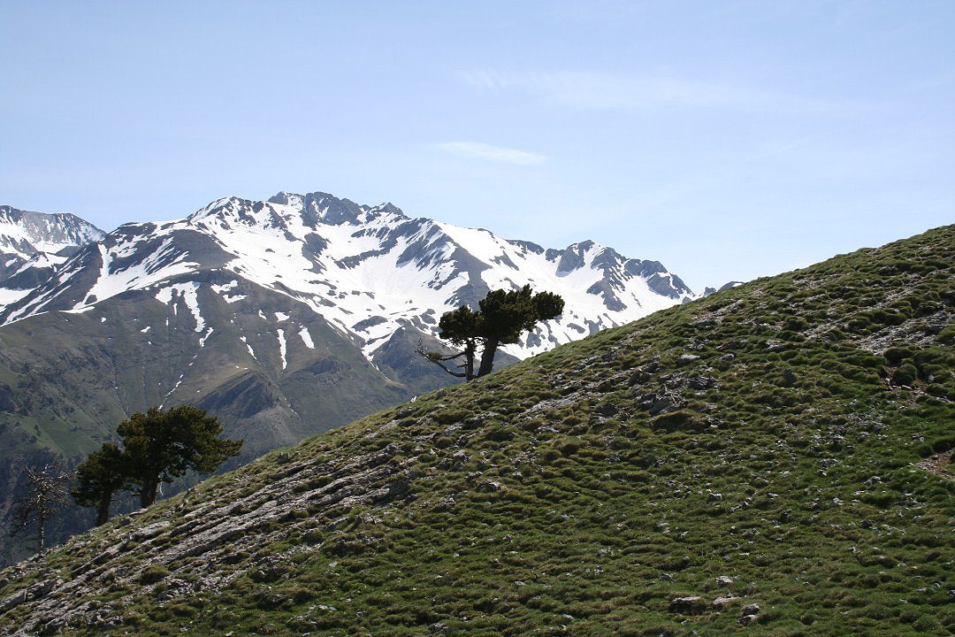 Un pino muy cercano a la cima