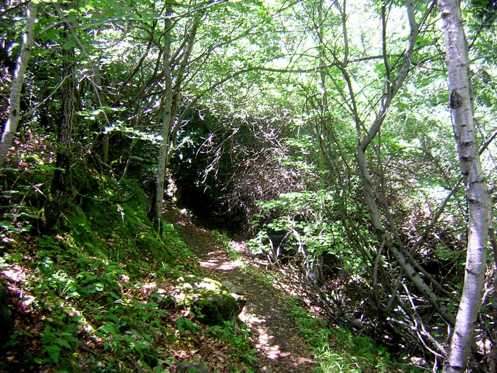 Tramo inicial del sendero entre abundante vegetación.