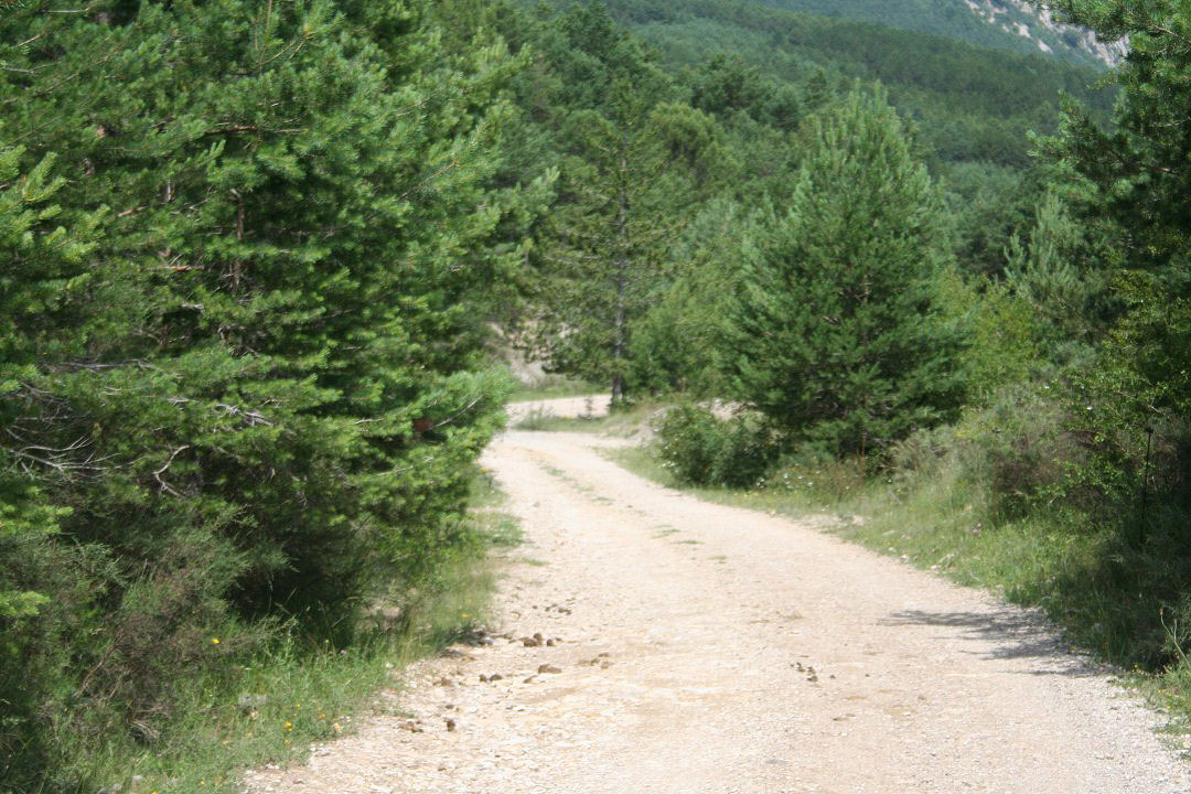 Vista de la pista. Perfectamente transitable