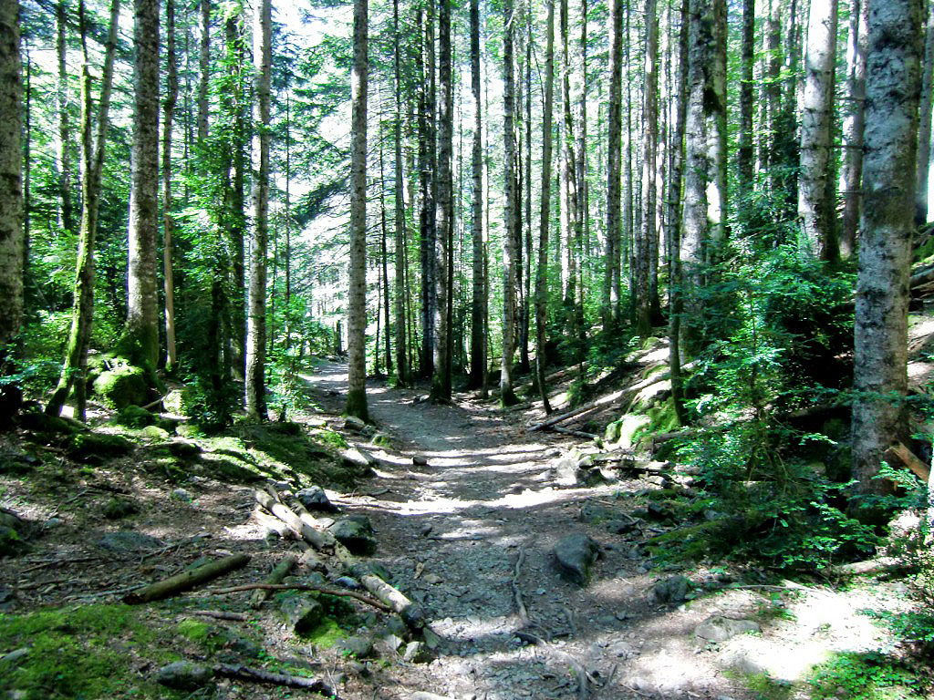 Sendero de ascensión a Cotatuero