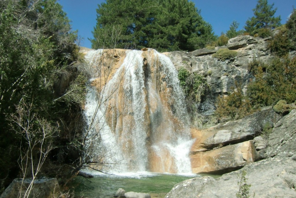 Abellada (30)