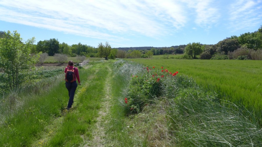 Camino hacia el Salto entre campos de cultivo