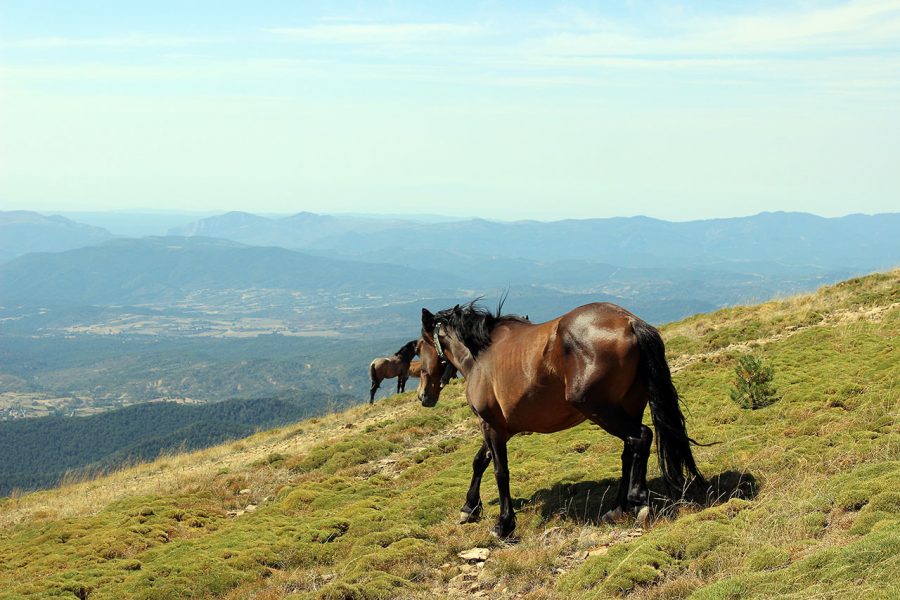 Caballos en Peña Oroel