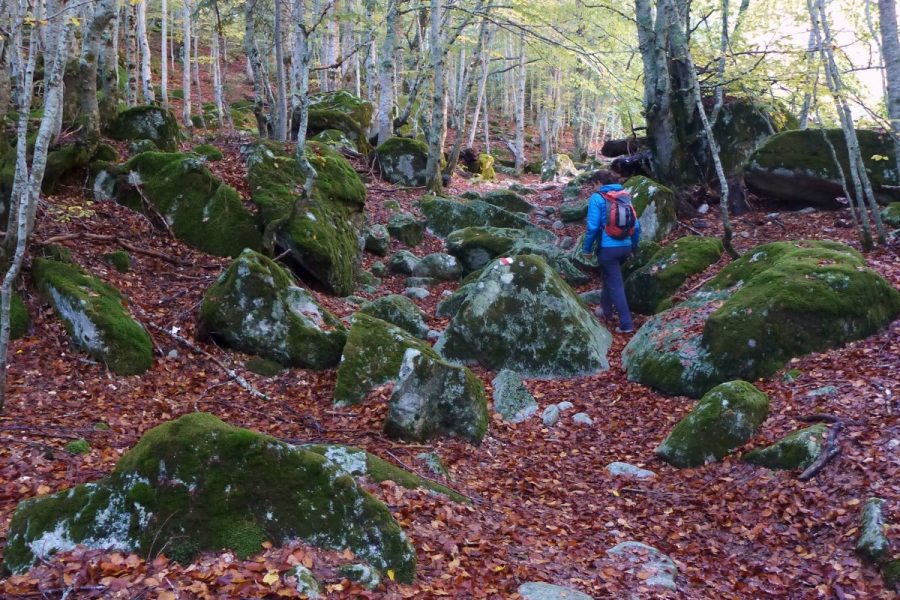 Sendero GR-11 atravesando el hayedo de Salenques