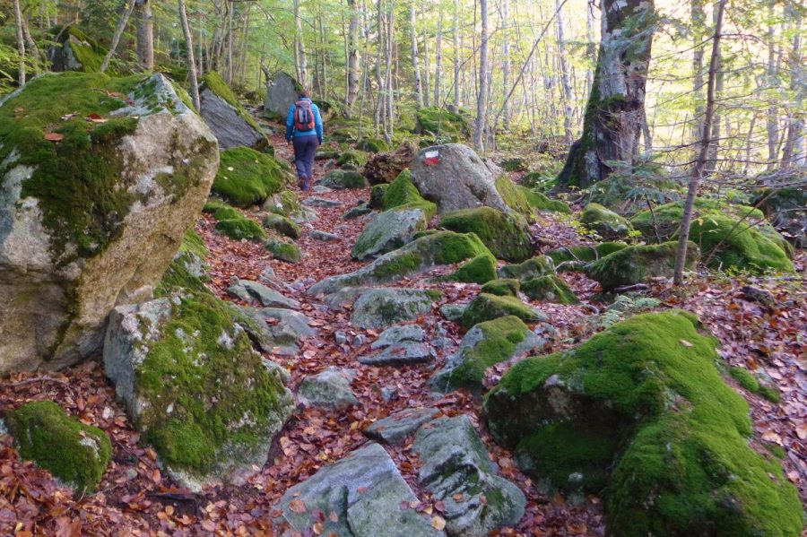 Sendero GR-11 atravesando el hayedo de Salenques