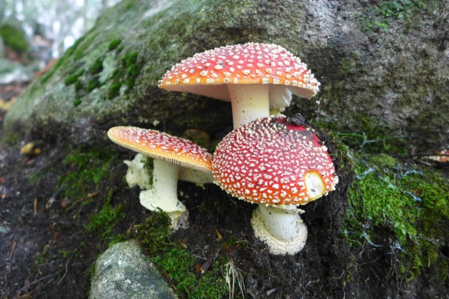 Amanita muscaria, también conocido como matamoscas