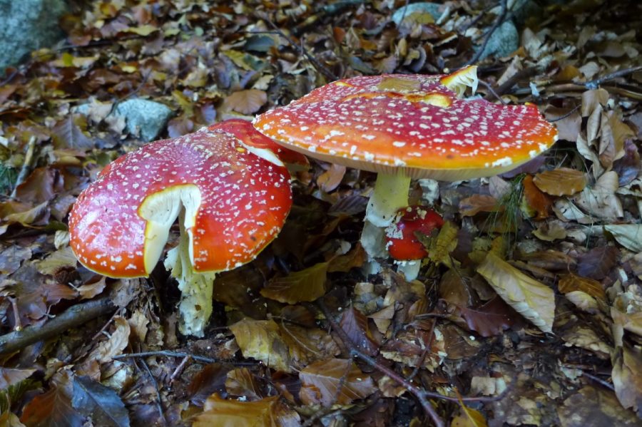 Amanita muscaria, también conocido como matamoscas