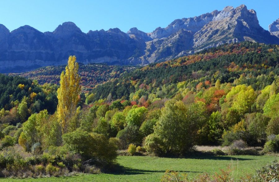 Bosques mixtos que se extiende a las faldas de la Sierra de La Partacua