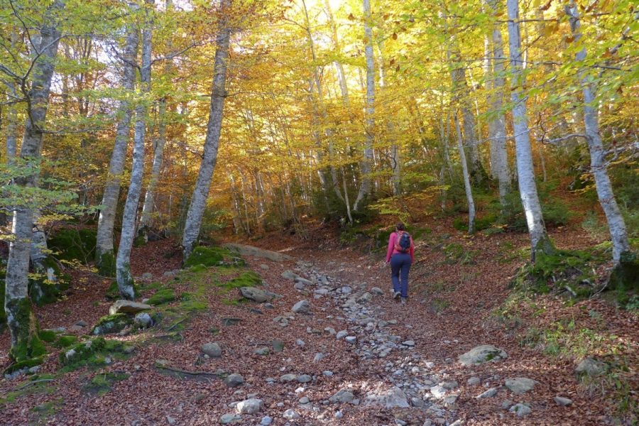 Bosque del Betato