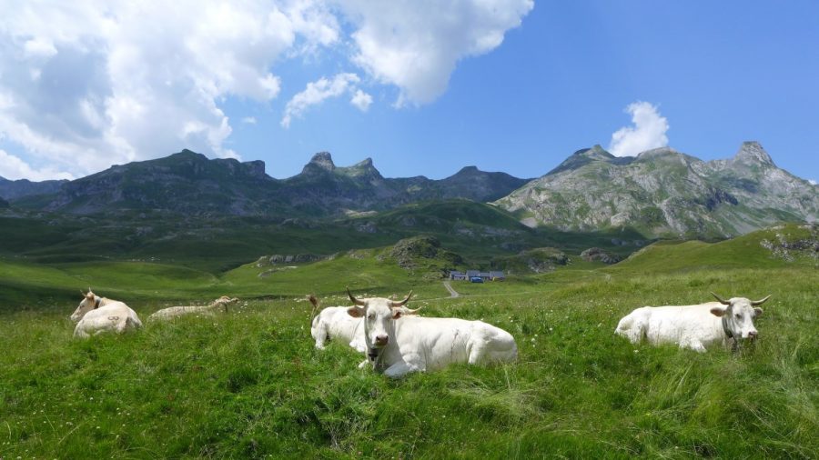 Praderas del Circo de Aneou donde es frecuente ver vacas pastando. Al fondo las cimas que definen la frontera franco española.